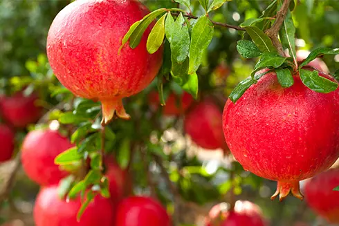 A close up of some red fruit hanging from a tree