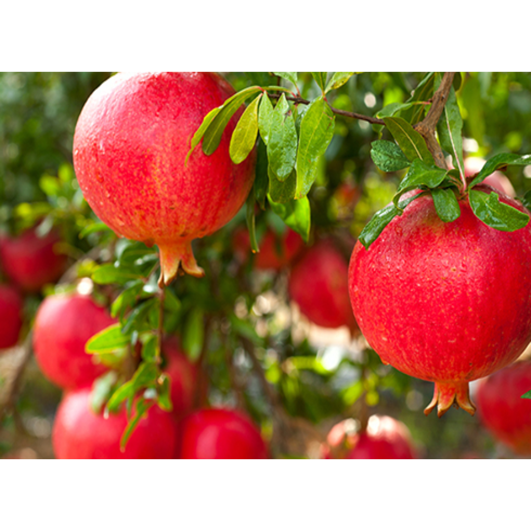 A close up of some red pomegranates on a tree