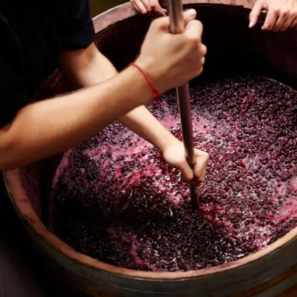 A person is cutting grapes in a barrel.