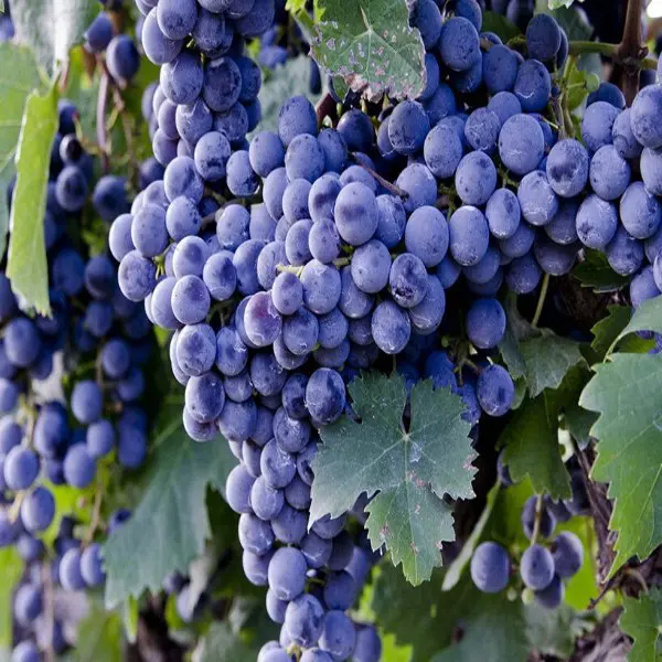 A bunch of grapes that are on the vine.