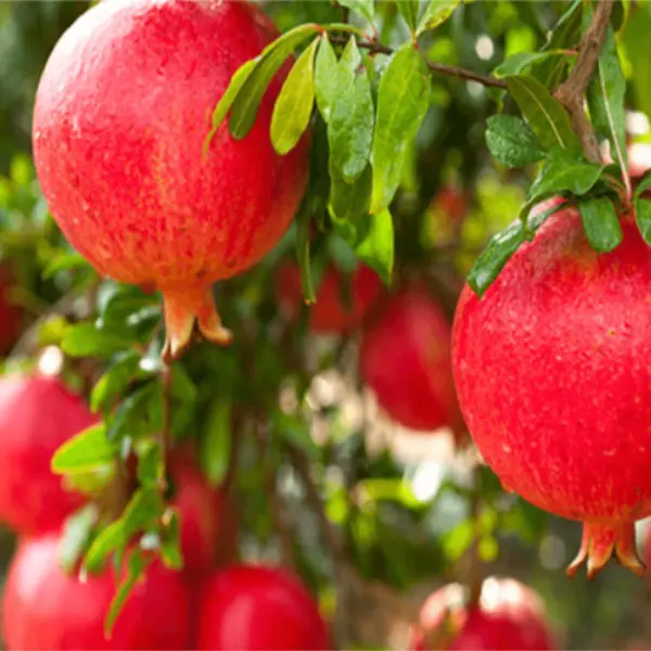 A close up of some red pomegranates hanging from a tree